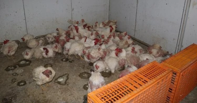 Sakarya&rsquo;da tavuk &ccedil;iftliğine biyog&uuml;venlik kısıtlaması
