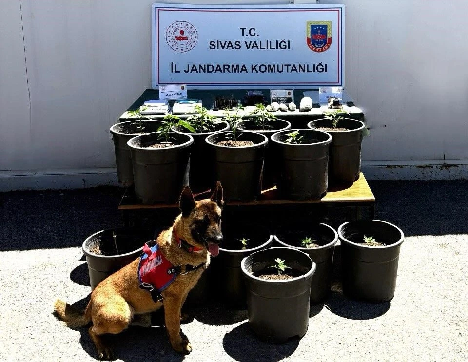 Saksıda yetiştirilen uyuşturucu fide aşamasında ele ge&ccedil;irildi
