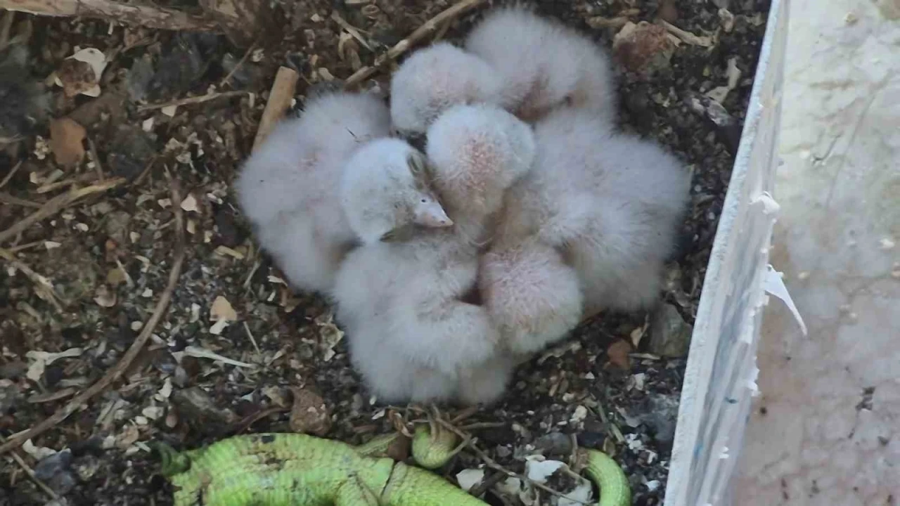 Saksıda yumurtlayan kerkenez 6. kattaki balkonu yaban hayatına &ccedil;evirdi
