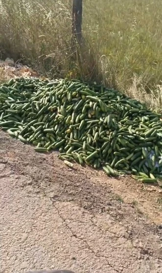 Salatalıkları sokağa attılar

