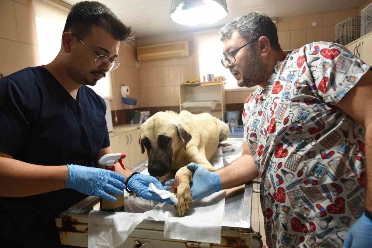 Saldırgan k&ouml;pek ihbarına giden Kepez Belediyesi&rsquo;nin &ccedil;alışanlarına saldırı
