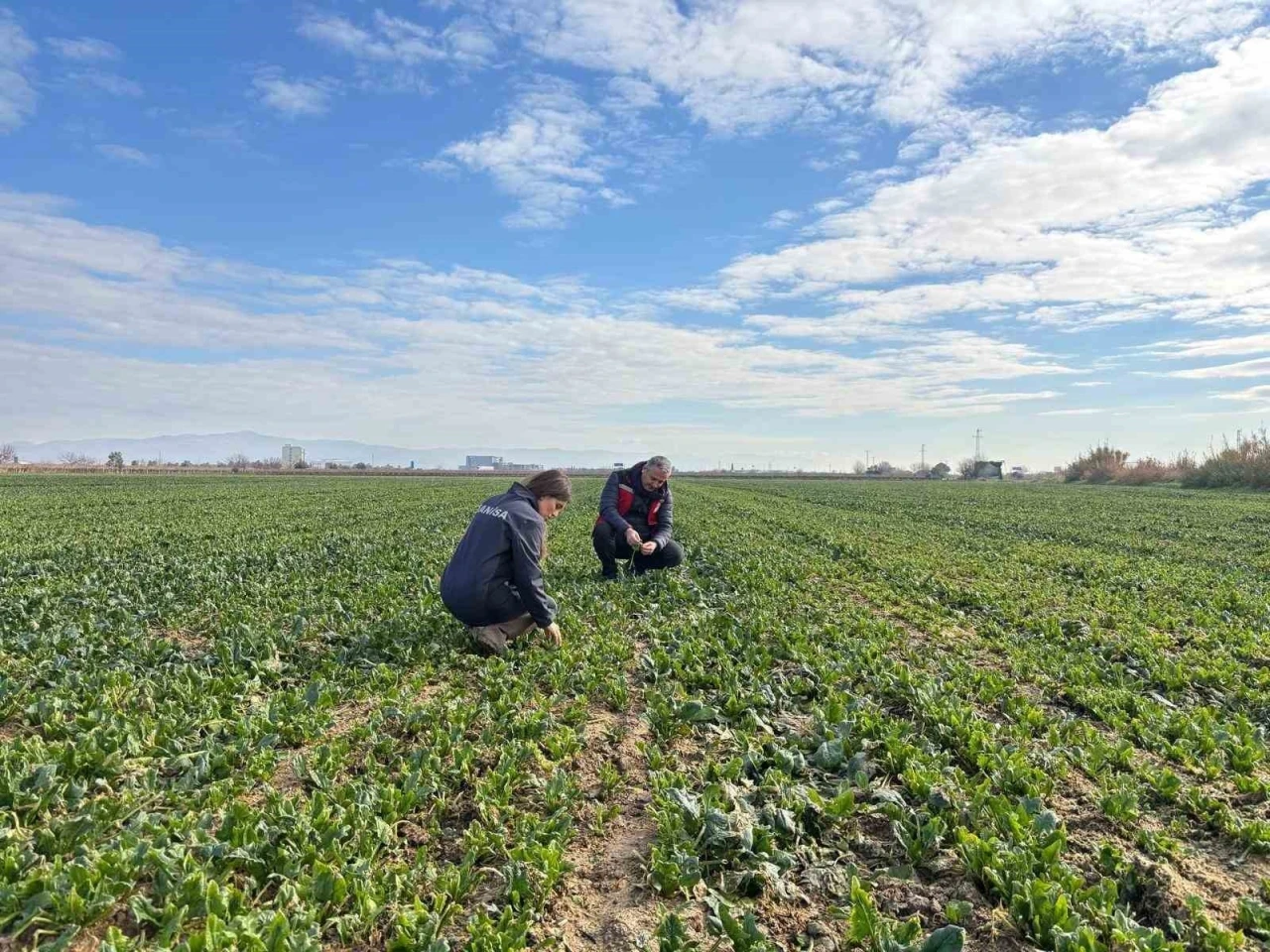 Salihli&rsquo;de kışlık sebzelerde hastalık ve zararlılara karşı kontroller s&uuml;r&uuml;yor

