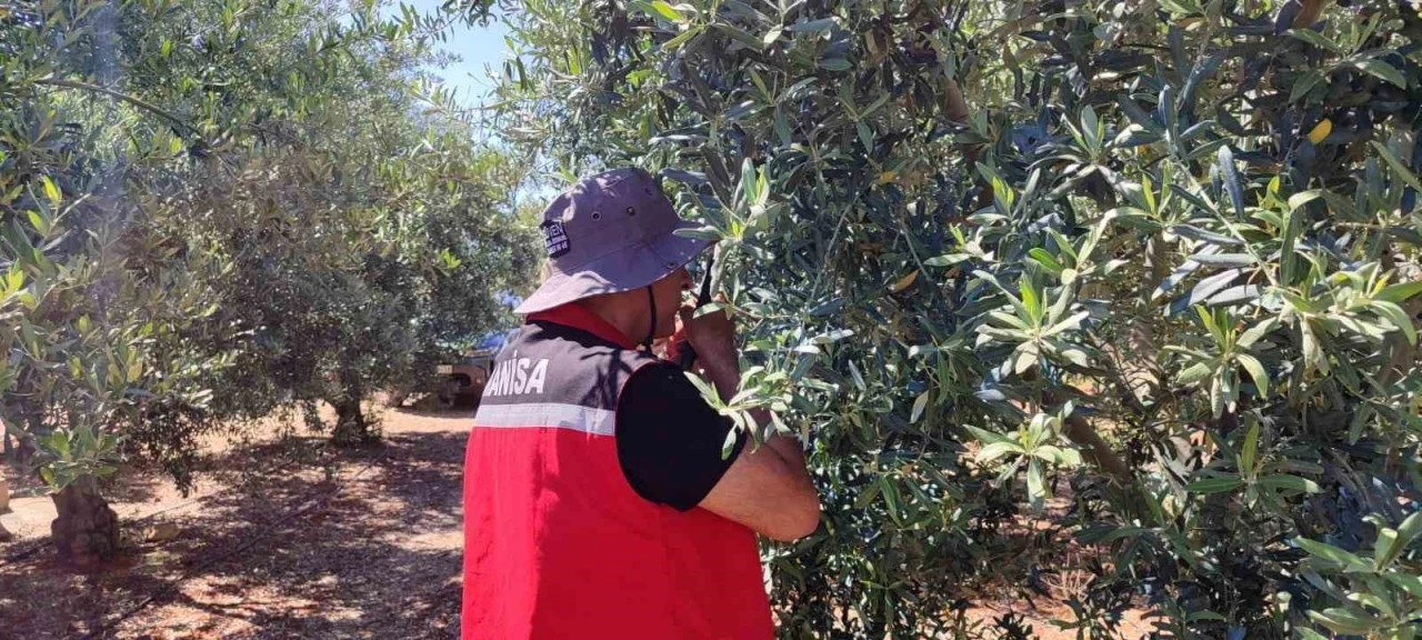 Salihli’de ‘zeytin güvesi’ alarmı
