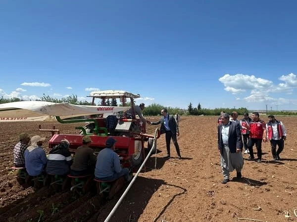 Samsat’ta tütün ekimi başladı

