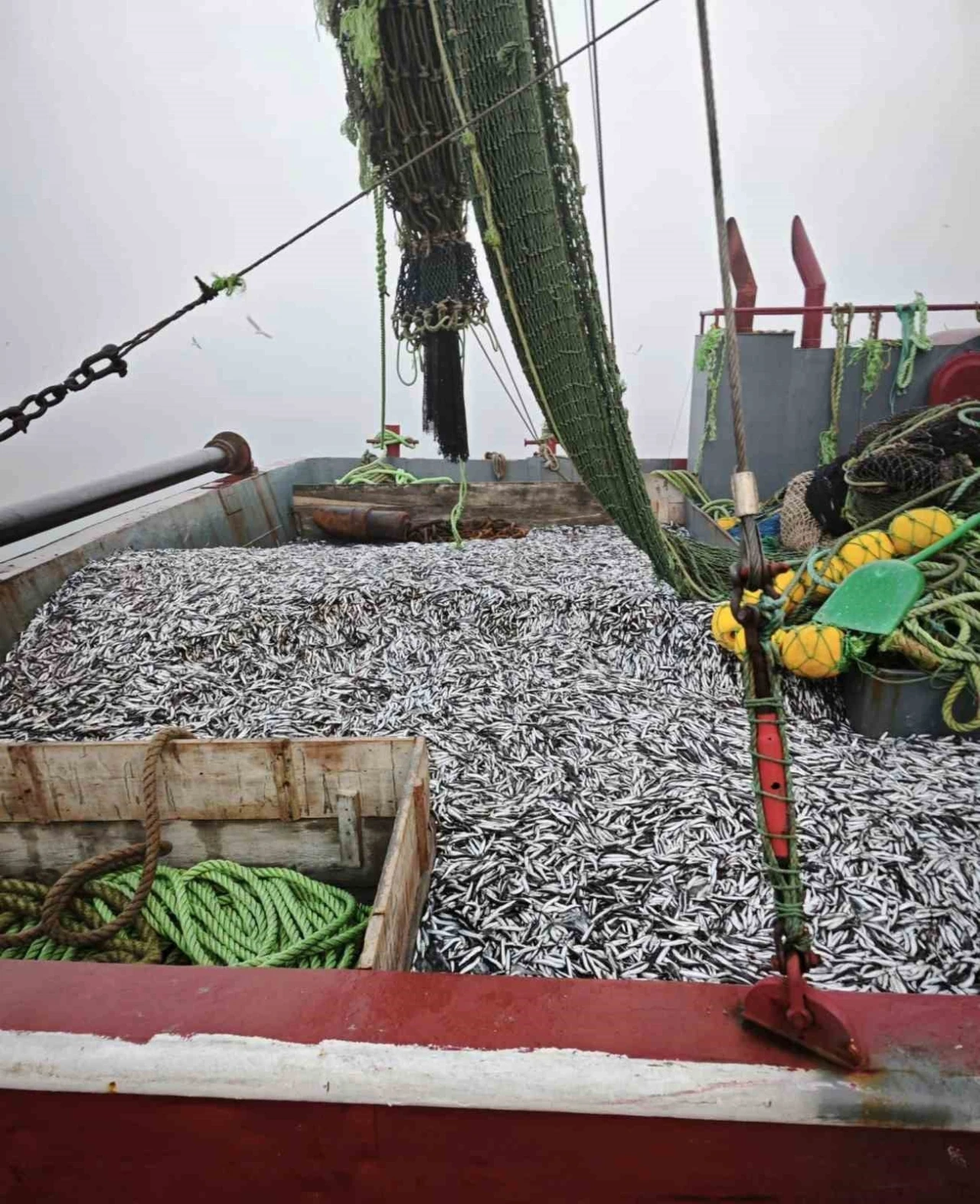 Samsun’da 1 milyon 843 bin 550 kilo hamsi denetlendi
