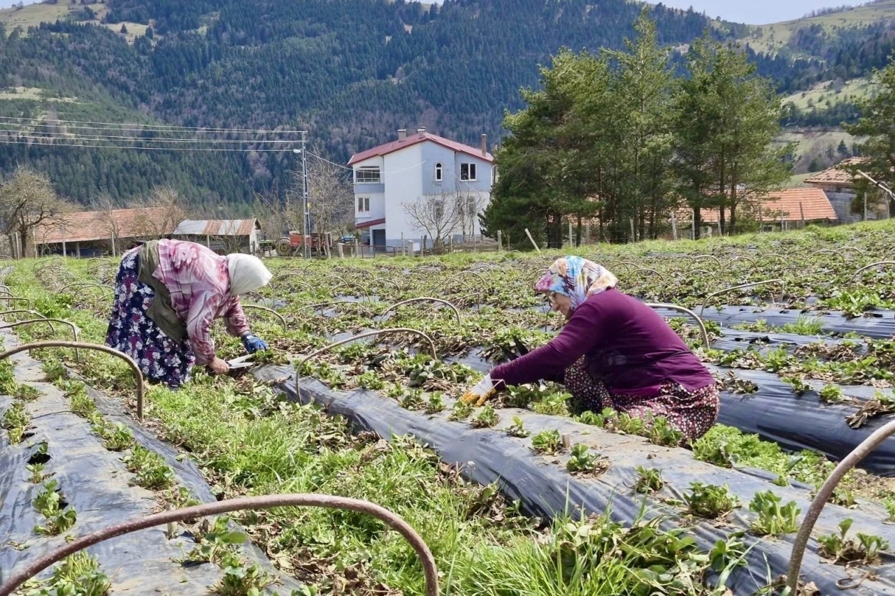 Samsun&rsquo;da 14 bin 358 &uuml;reticiye destek
