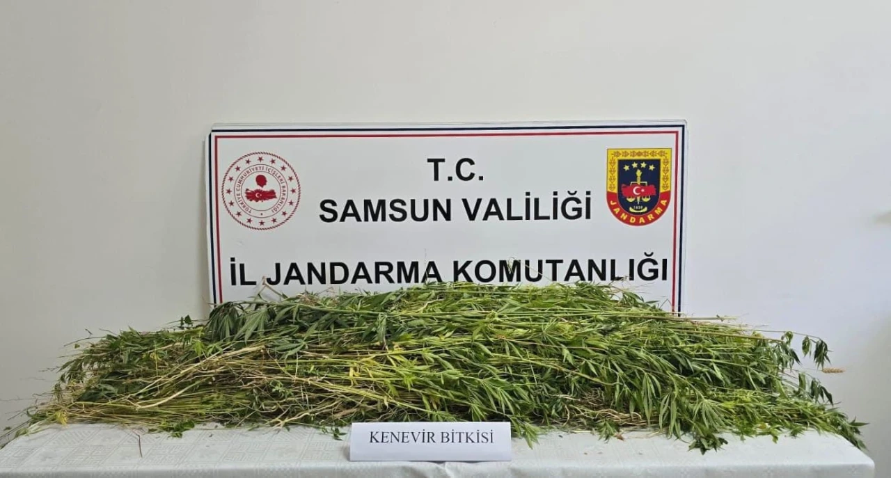 Samsun’da 5 bin 608 kök kenevir bitkisi ele geçirildi
