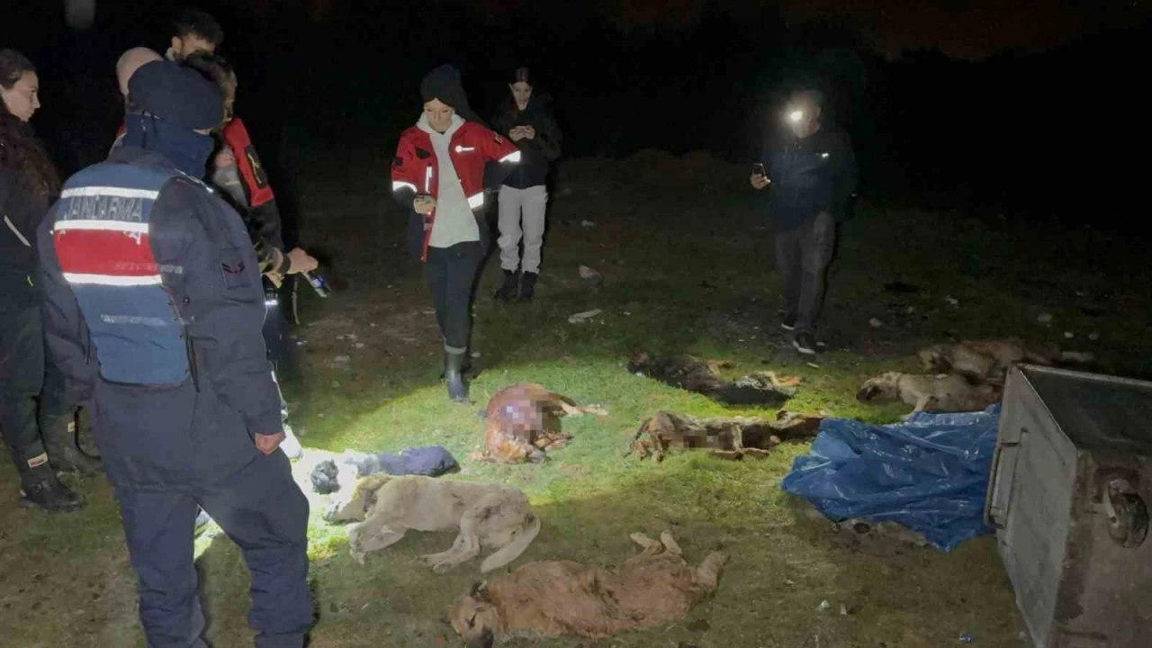 Samsun’da çöp konteynerinde 9 telef olmuş köpek bulundu
