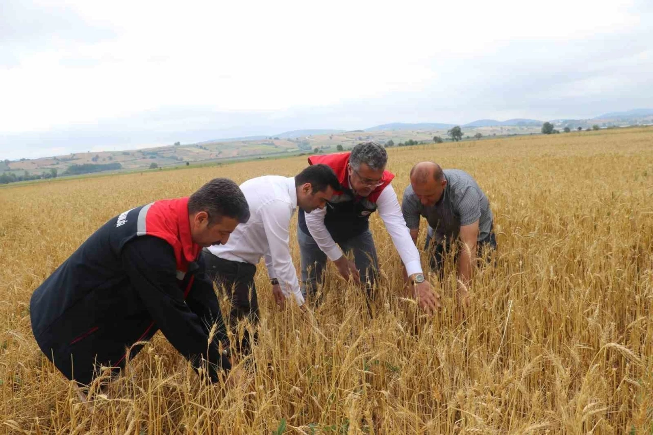 Samsun&rsquo;da dolu afetinde 40 bin dekar tarım arazisi olumsuz etkilendi
