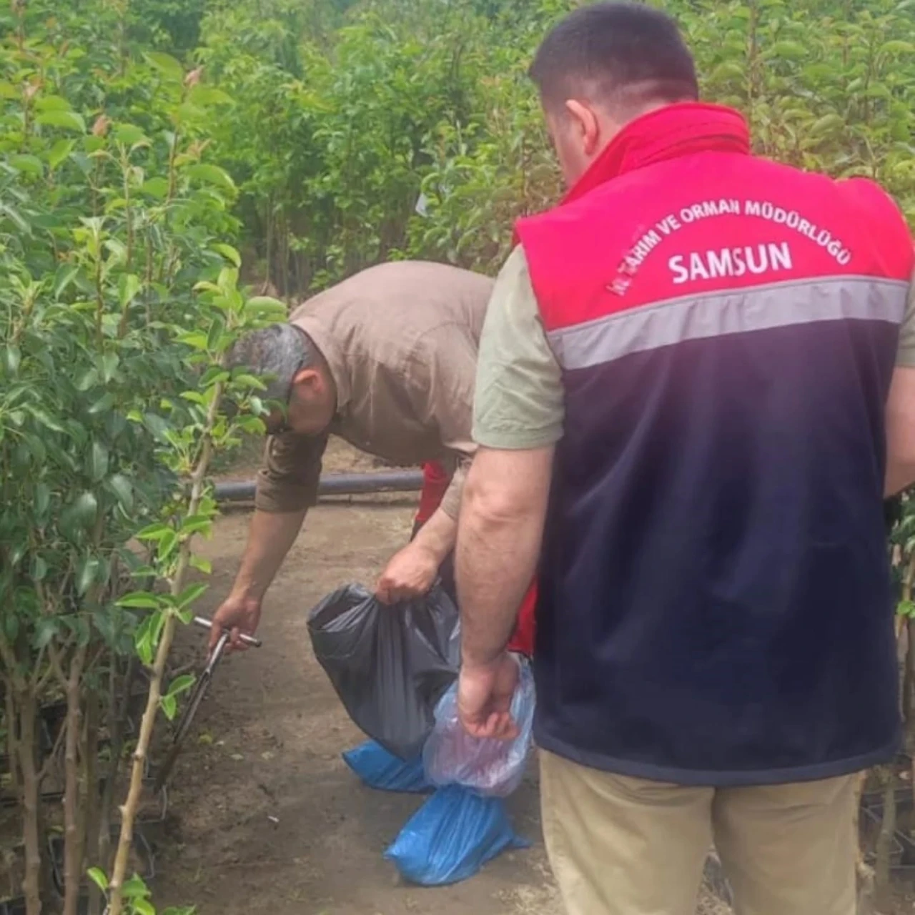 Samsun&rsquo;da fidancılık işletmeleri mercek altında
