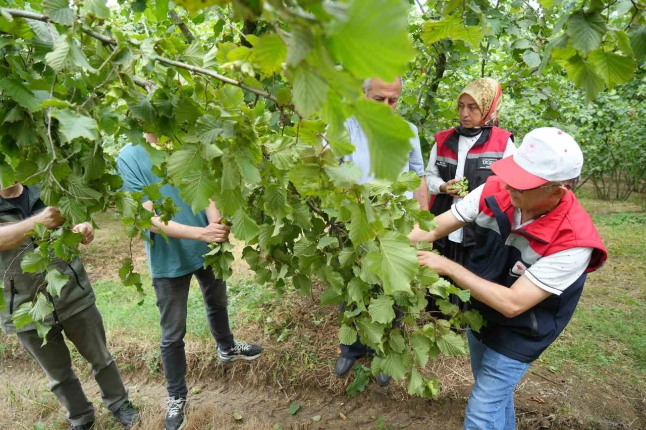 Samsun&rsquo;da fındıkta rekolte mesaisi: Bah&ccedil;elerde sayım başladı
