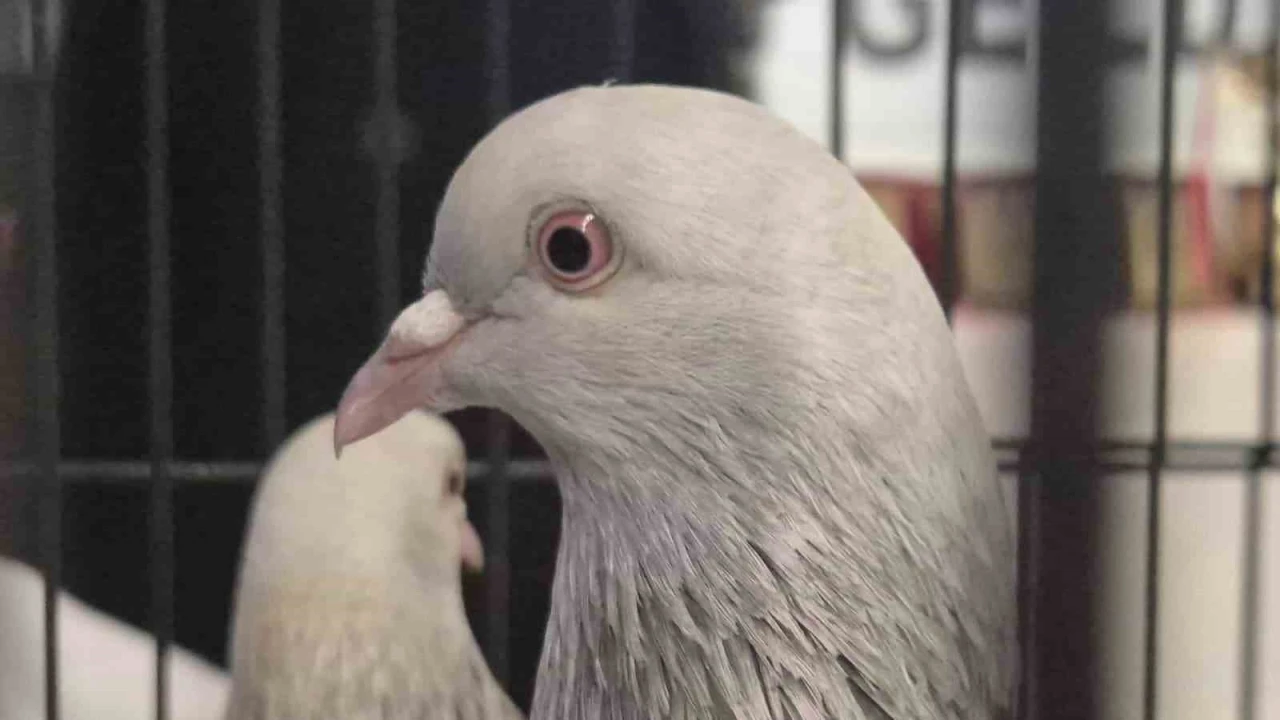 Samsun&rsquo;da g&uuml;vercin severler kenetlendi
