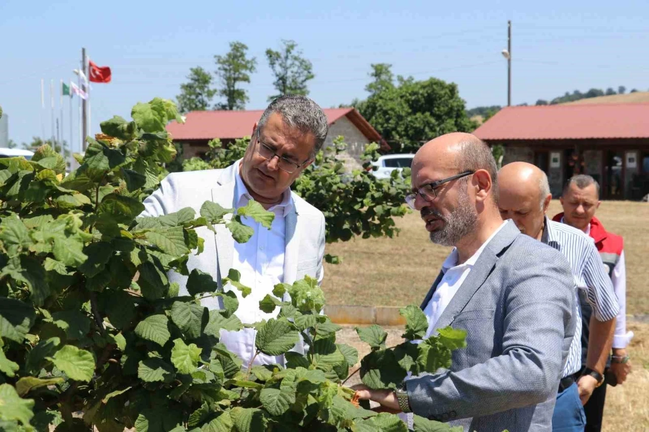Samsun&rsquo;da tarımsal &uuml;retim &ccedil;alışmaları yerinde incelendi
