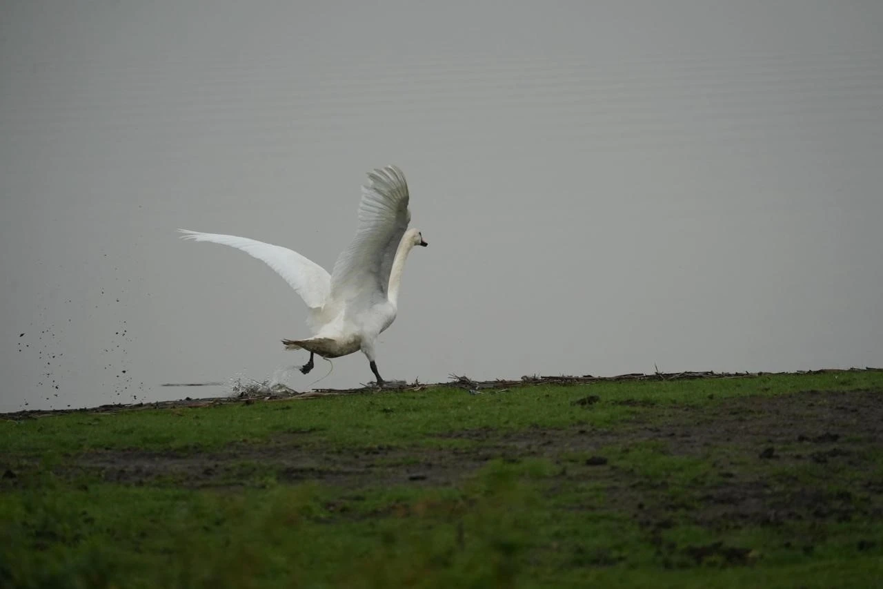 Samsun&rsquo;da yaban hayatına merhamet eli
