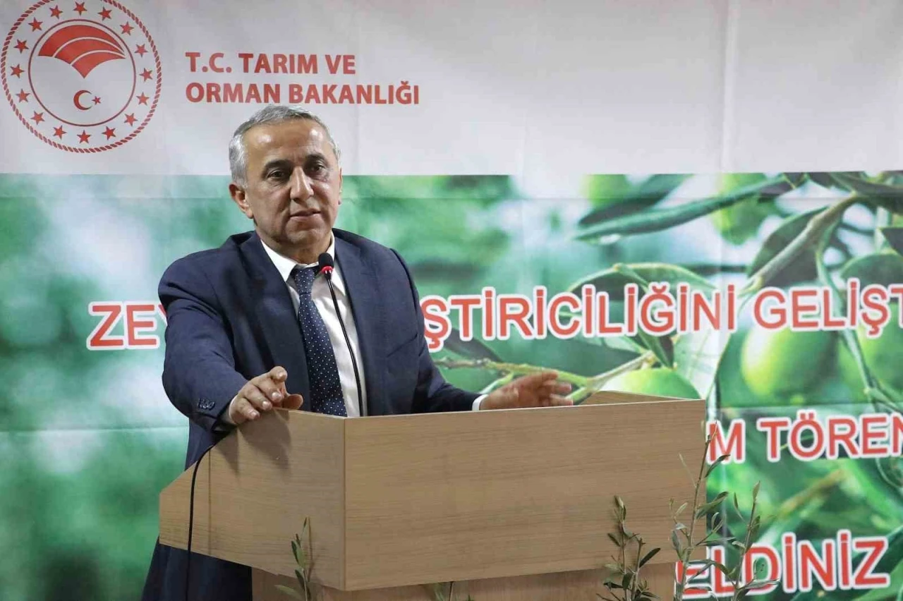 Samsun’da zeytin yetiştiriciliği yeniden canlanıyor
