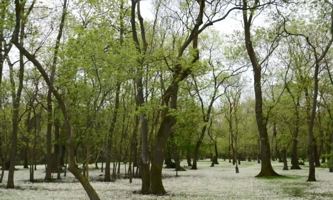Samsun Kızılırmak Deltası: Karadeniz’in sessiz cenneti
