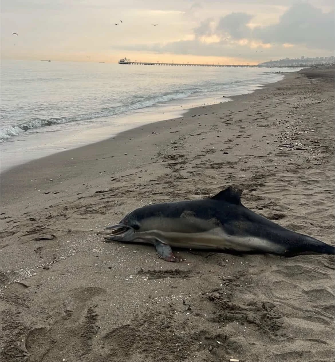 Samsun sahiline ölü yunus vurdu
