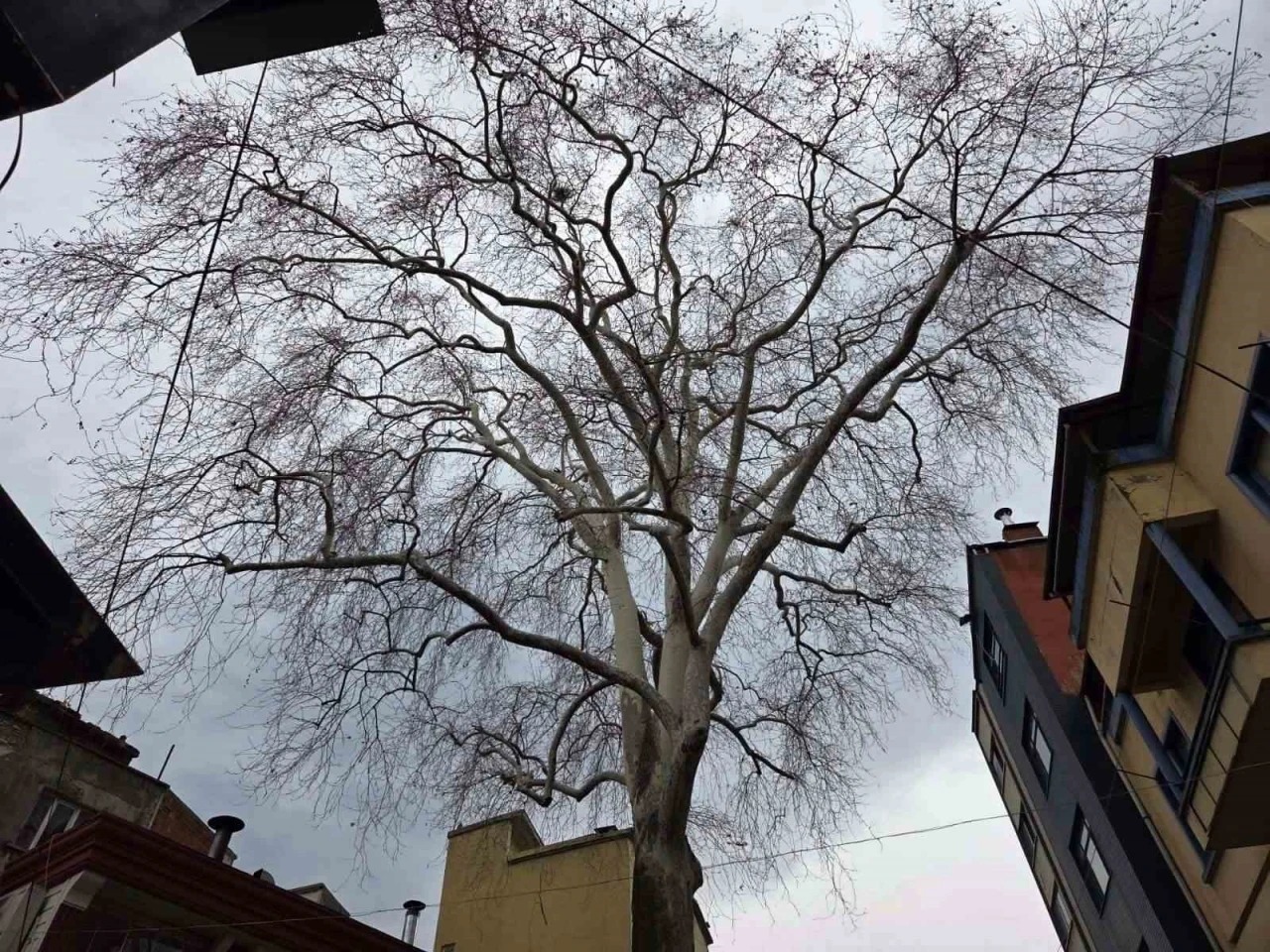 Samsun&rsquo;un koruma altındaki 11 &ccedil;ınarından biri 160 yıldır dimdik ayakta
