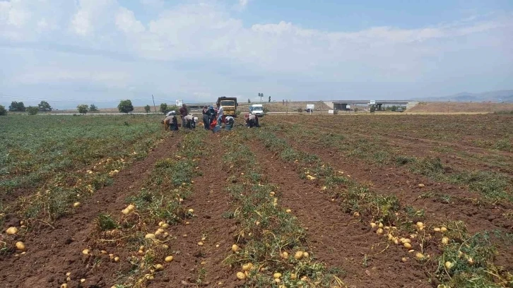 Sandıklı’da 40 bin dekar alanın üzerinde ekimi yapılan patates hasatı başladı