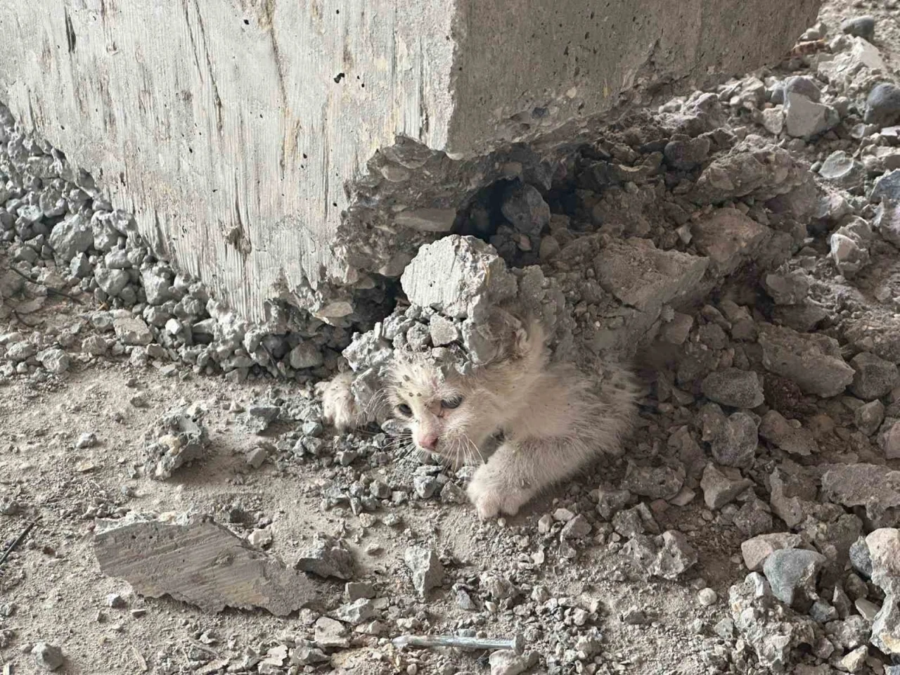 Şanlıurfa’da akıl almaz olay
