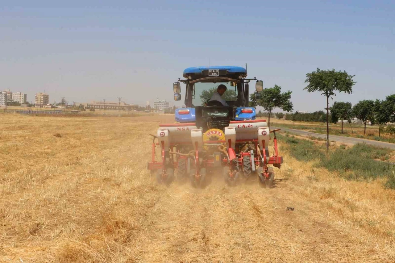 Şanlıurfa’da anıza doğrudan mısır ekildi

