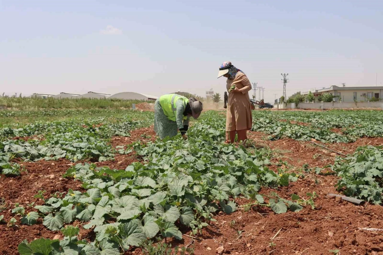 Şanlıurfa’da ata tohumu hasadı gerçekleştirildi
