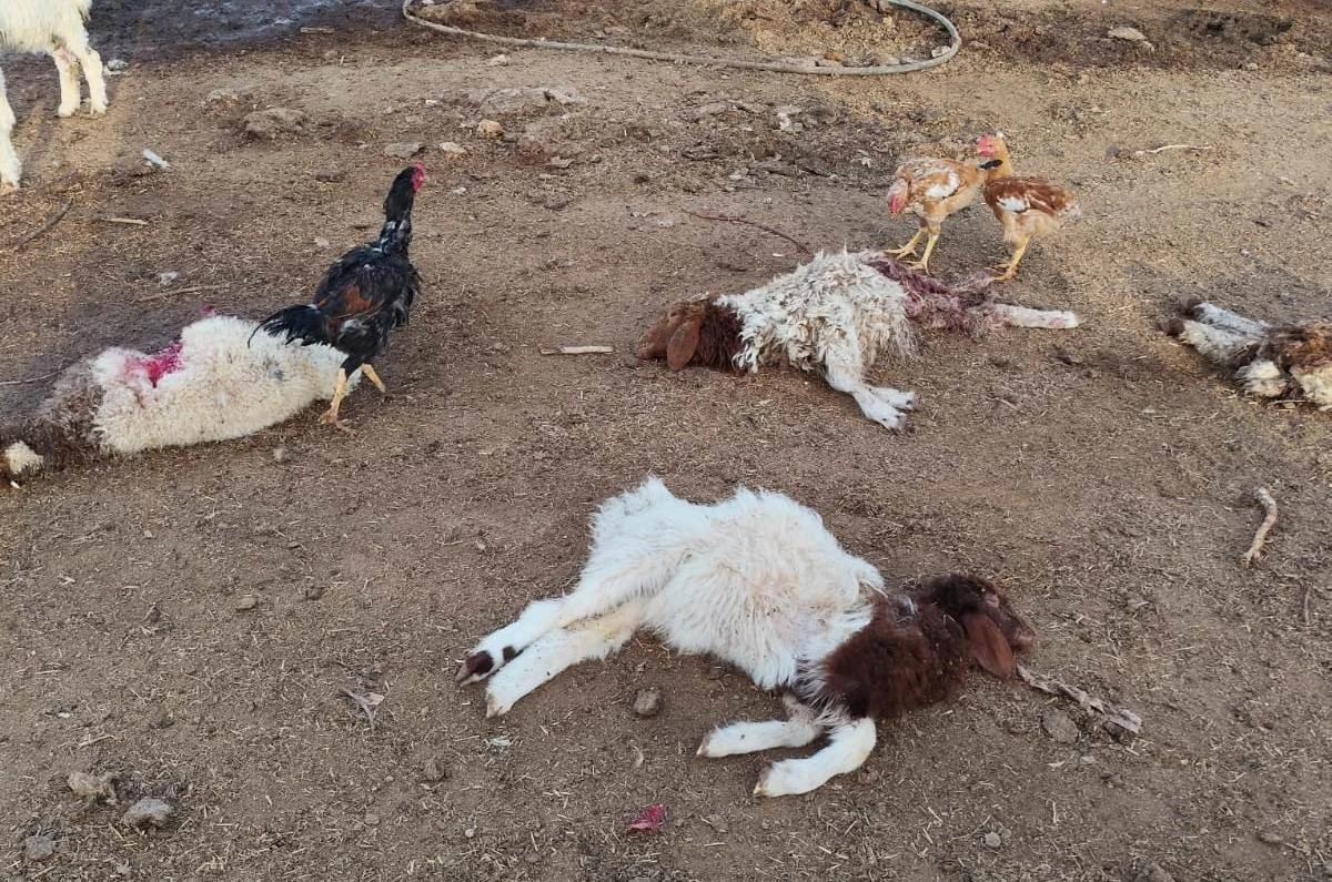 Şanlıurfa’da başıboş köpekler 33 kuzuyu telef etti
