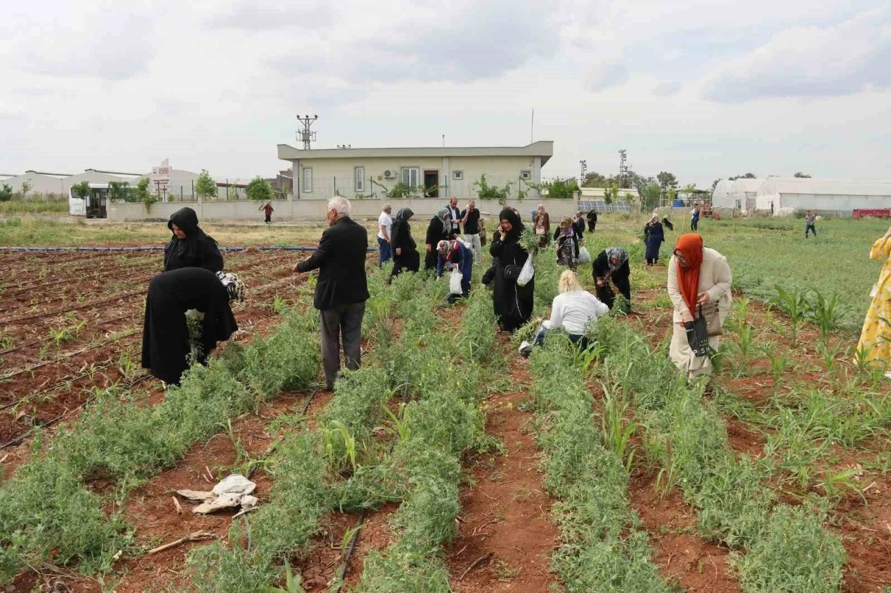 Şanlıurfa’da emekli kadınlara &quot;süs bitkisi yetiştiriciliği eğitimi&quot;
