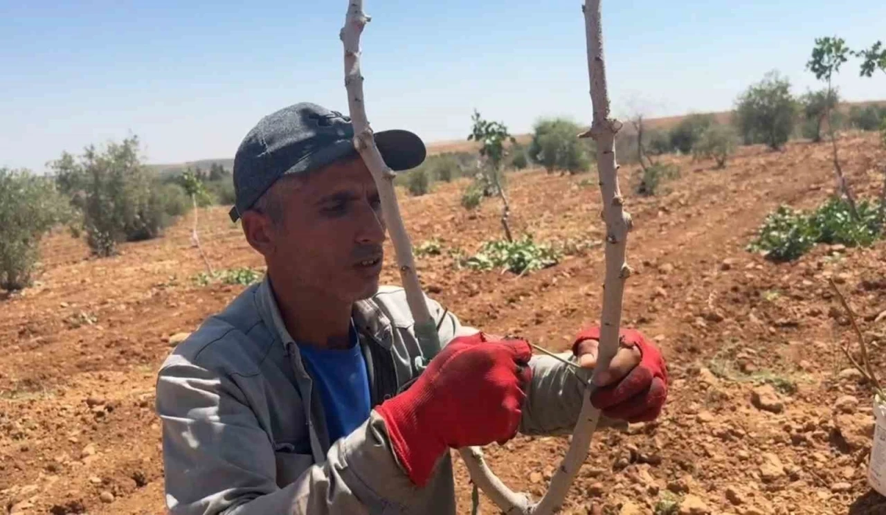 Şanlıurfa&rsquo;da fıstık aşılama d&ouml;nemi başladı

