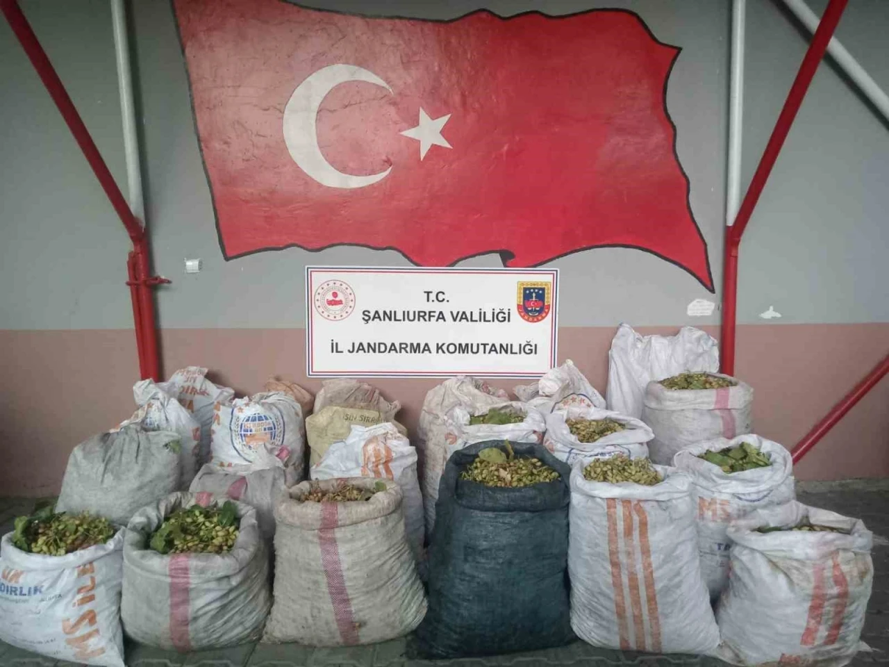Şanlıurfa’da fıstık hırsızlığına 13 gözaltı
