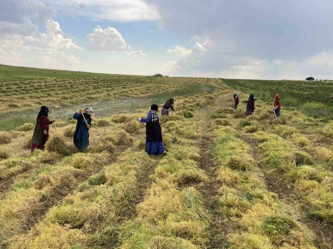 Şanlıurfa&rsquo;da mercimek hasadı başladı
