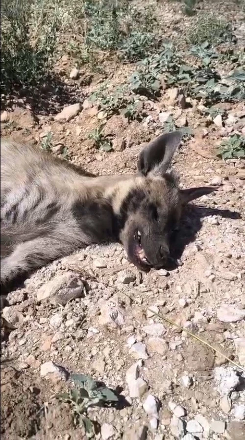 Şanlıurfa&rsquo;da nesli tehdit altındaki &ccedil;izgili sırtlan &ouml;l&uuml; bulundu
