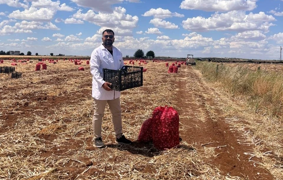 Şanlıurfa&rsquo;da sarımsak hasadı devam ediyor
