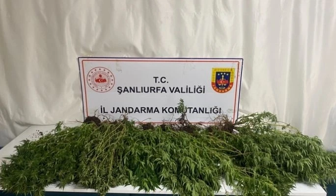 Şanlıurfa’da silah, uyuşturucu ve 196 kök kenevir bitkisi ele geçirildi
