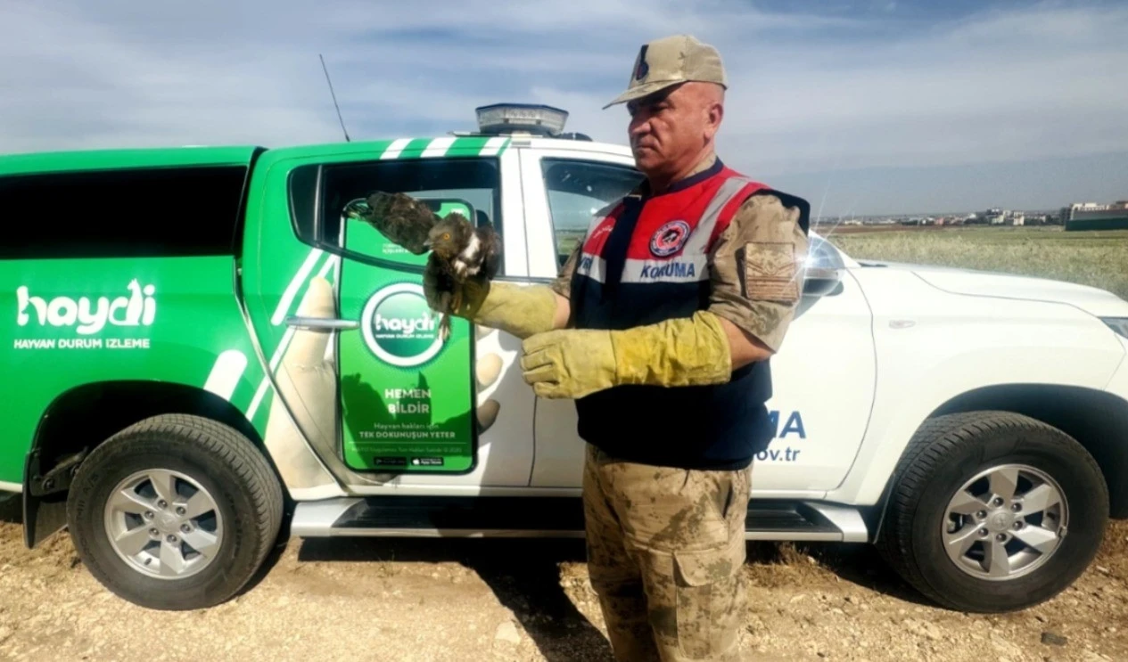Şanlıurfa’da yaralı kızıl şahin tedavi altına alındı

