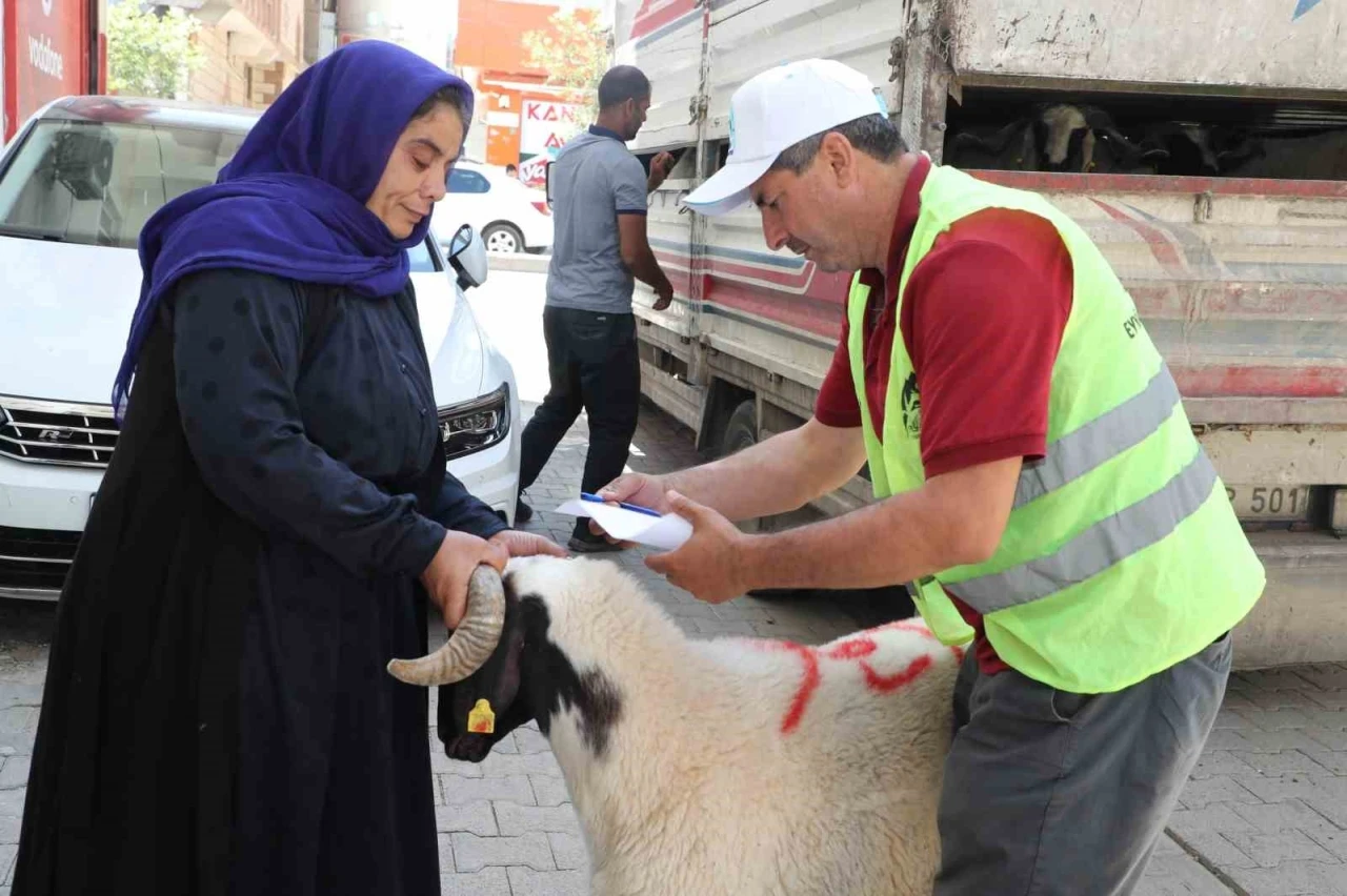 Şanlıurfa’da yetim ailelere canlı kurbanlık dağıtıldı
