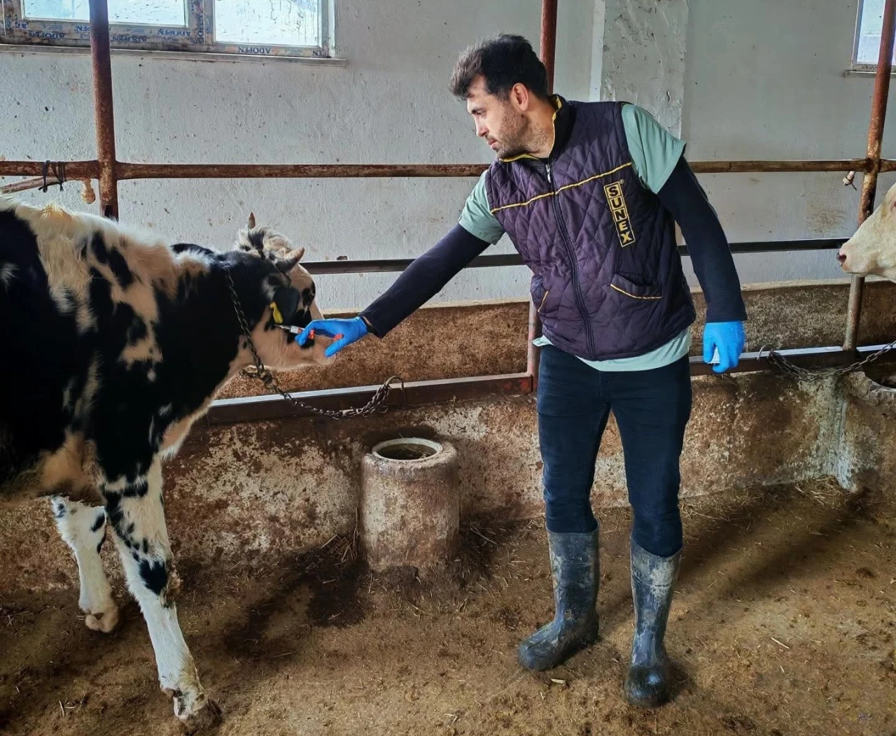 Şap hastalığına karşı aşılama çalışması yapıldı
