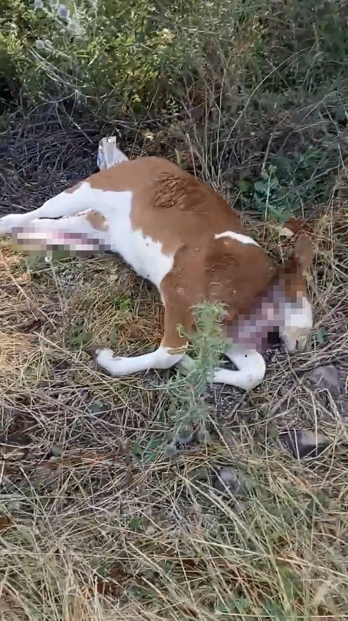 Şap hastalığından telef olan buzağıyı yol kenarına terk ettiler

