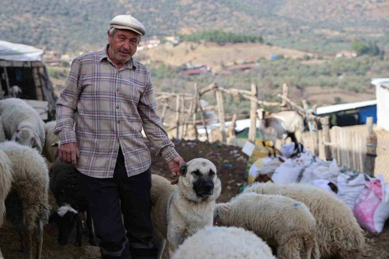 Şap karantinası meraları boşalttı
