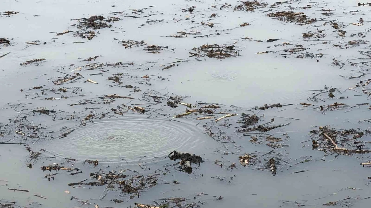 Sapanca Gölü’nden sonra bir korkutan görüntü de Efteni Gölü’nde oluştu
