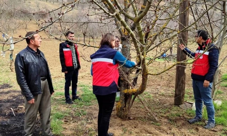 Şaphane’de meyve ağaçlarında liken oluşumları gözlemlendi
