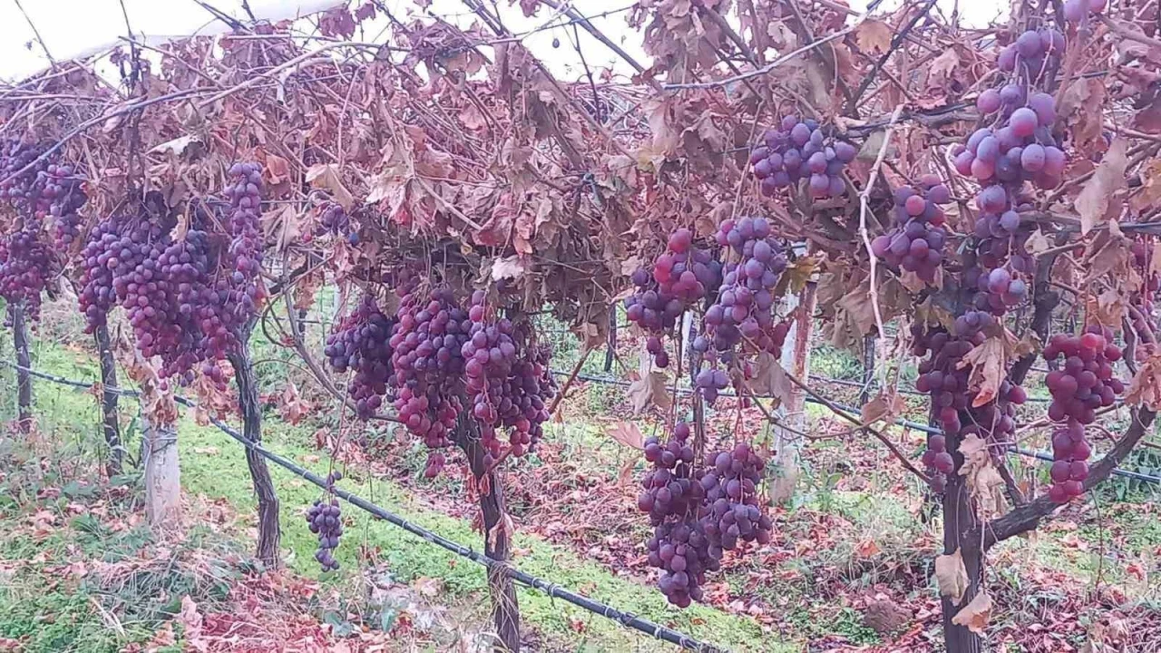 Sarıg&ouml;l&rsquo;de 2025 yılı &uuml;z&uuml;mleri dalında bekletip 2026&rsquo;nın ilk g&uuml;n&uuml; hediye etti
