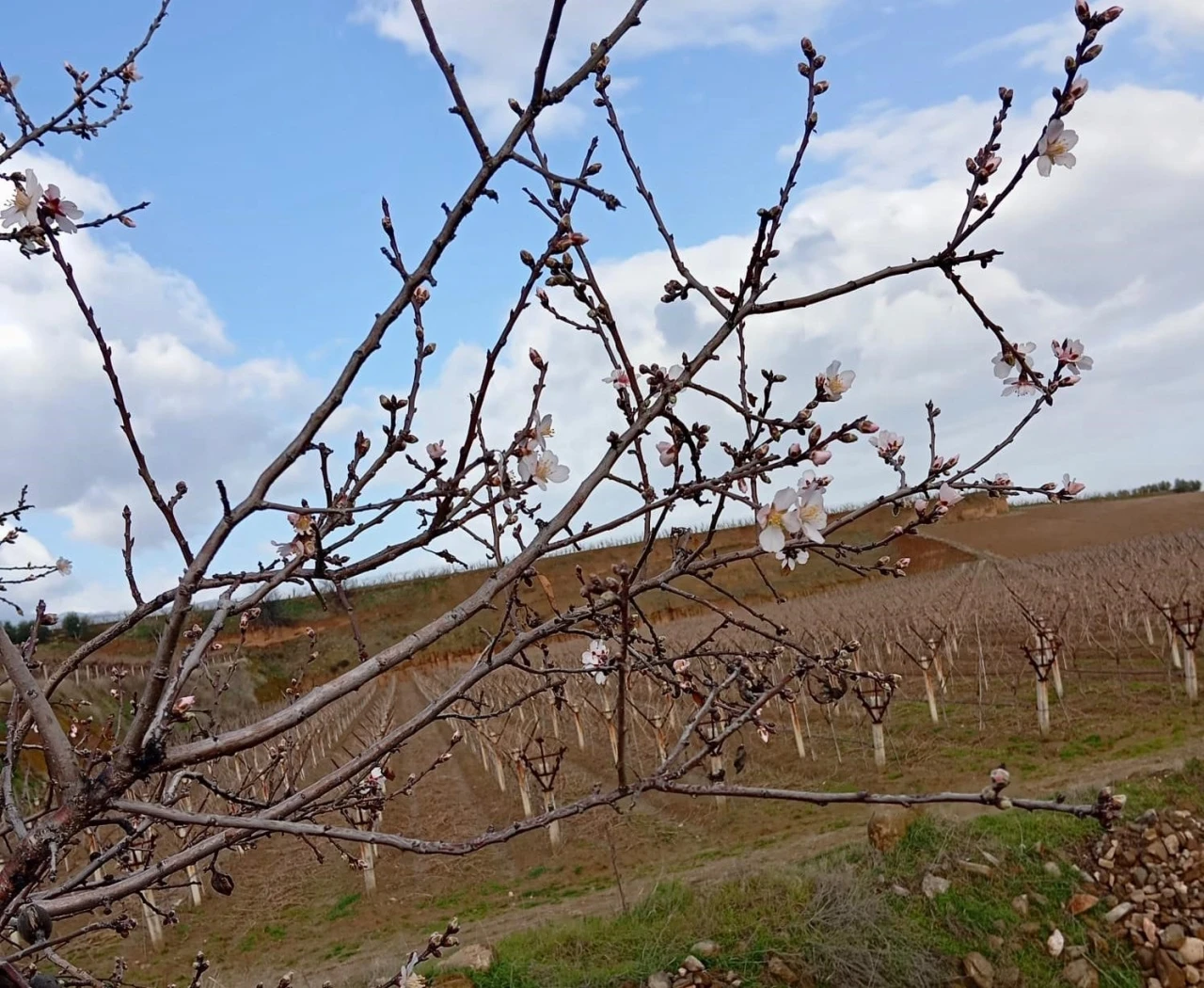 Sarıg&ouml;l&rsquo;de badem ağa&ccedil;ları &ccedil;i&ccedil;ek a&ccedil;tı
