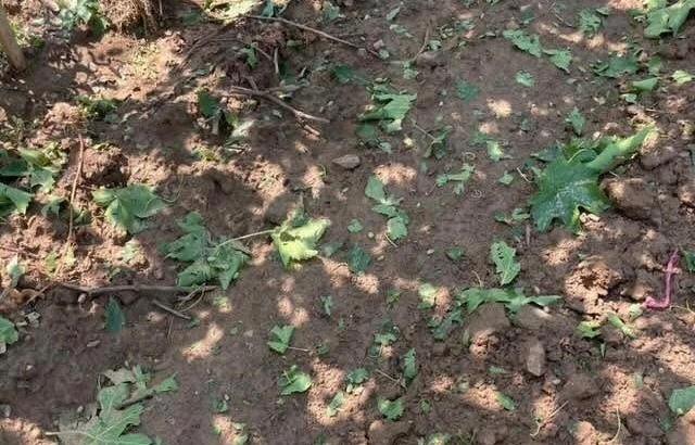 Sarıgöl’de dolu ve fırtına korkuttu

