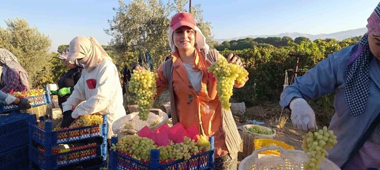 Sarıgöl’de hayat üzümle dönüyor
