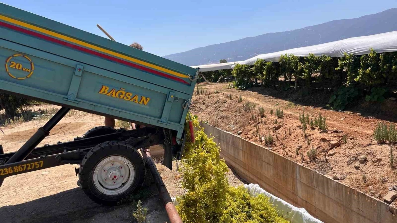 Sarıgöl’de şaraplık üzüm alımları başladı
