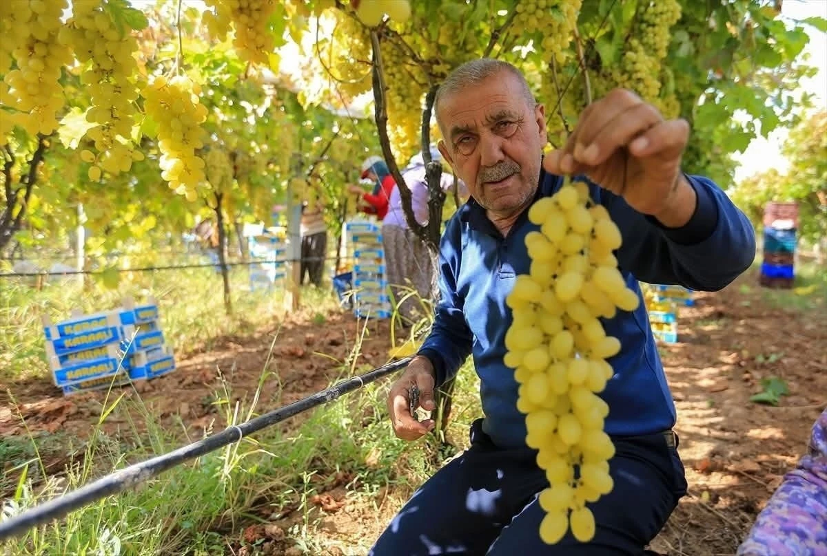 Sarıgöl’de üzüm fiyatları dibe vurdu

