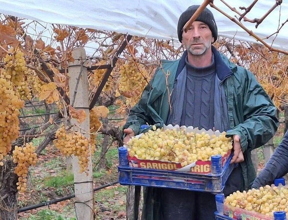 Sarıg&ouml;l&rsquo;de &uuml;z&uuml;m hasadında sona gelindi
