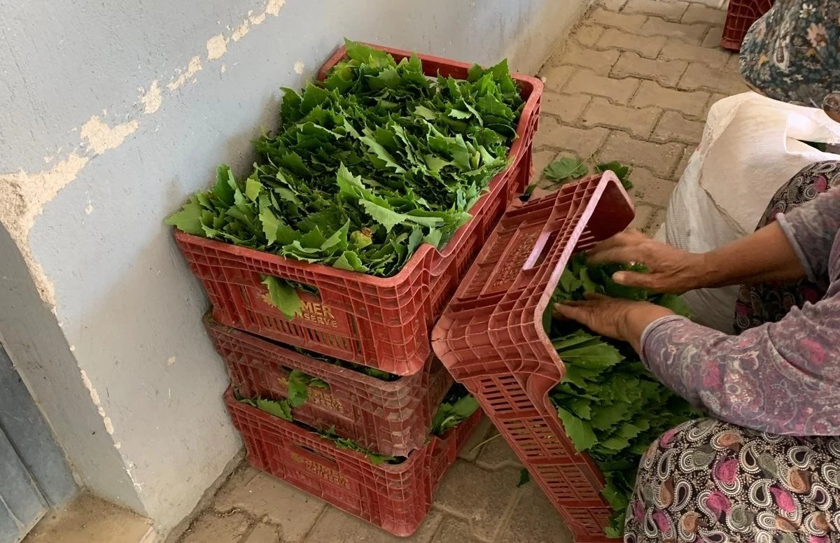 Sarıg&ouml;l&rsquo;de yaprak fiyatları 35-40 TL&rsquo;ye geriledi
