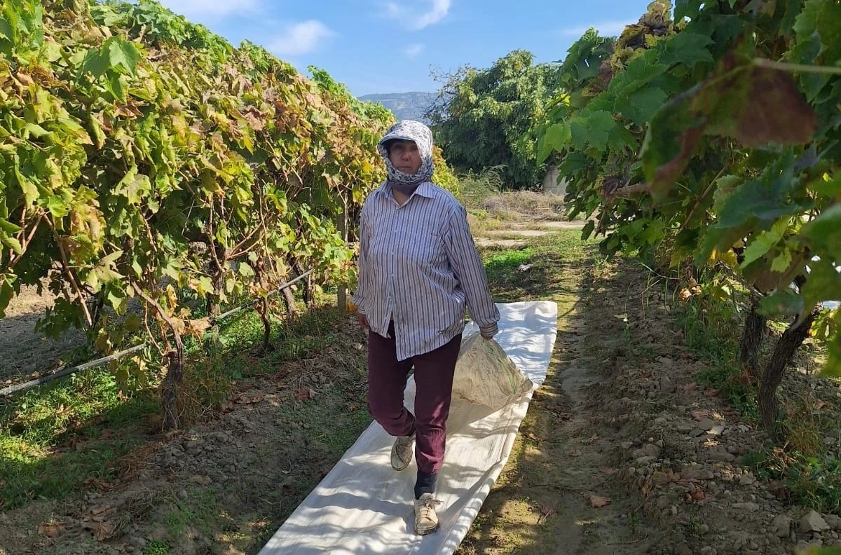 Sarıgöl’deki bağlarda örtü toplama mesaisi başladı
